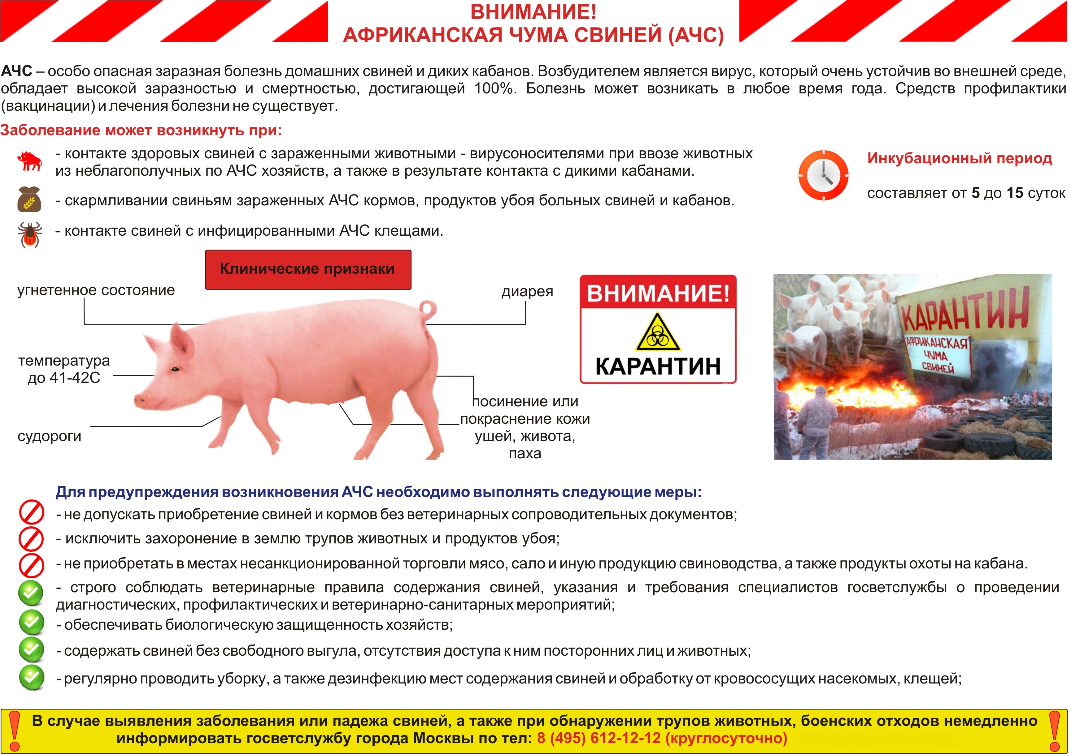 Профилактика африканской чумы свиней